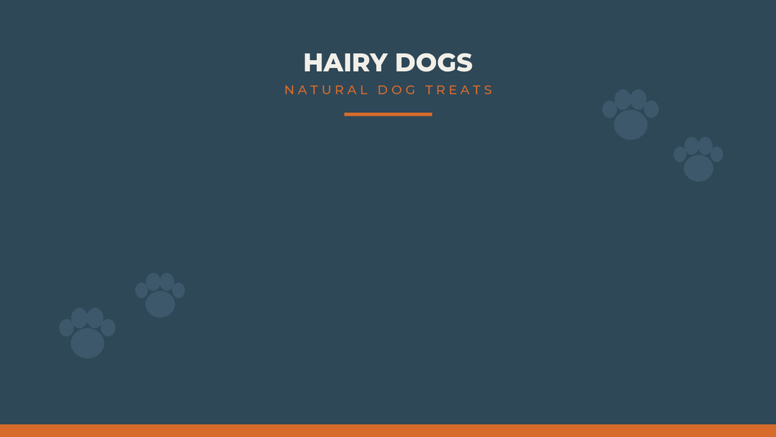 Walking Your Dog in the Dark: Staying Safe and Seen - Hairy Dogs (Cambs) Ltd
