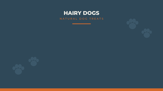 Walking Your Dog in the Dark: Staying Safe and Seen - Hairy Dogs (Cambs) Ltd