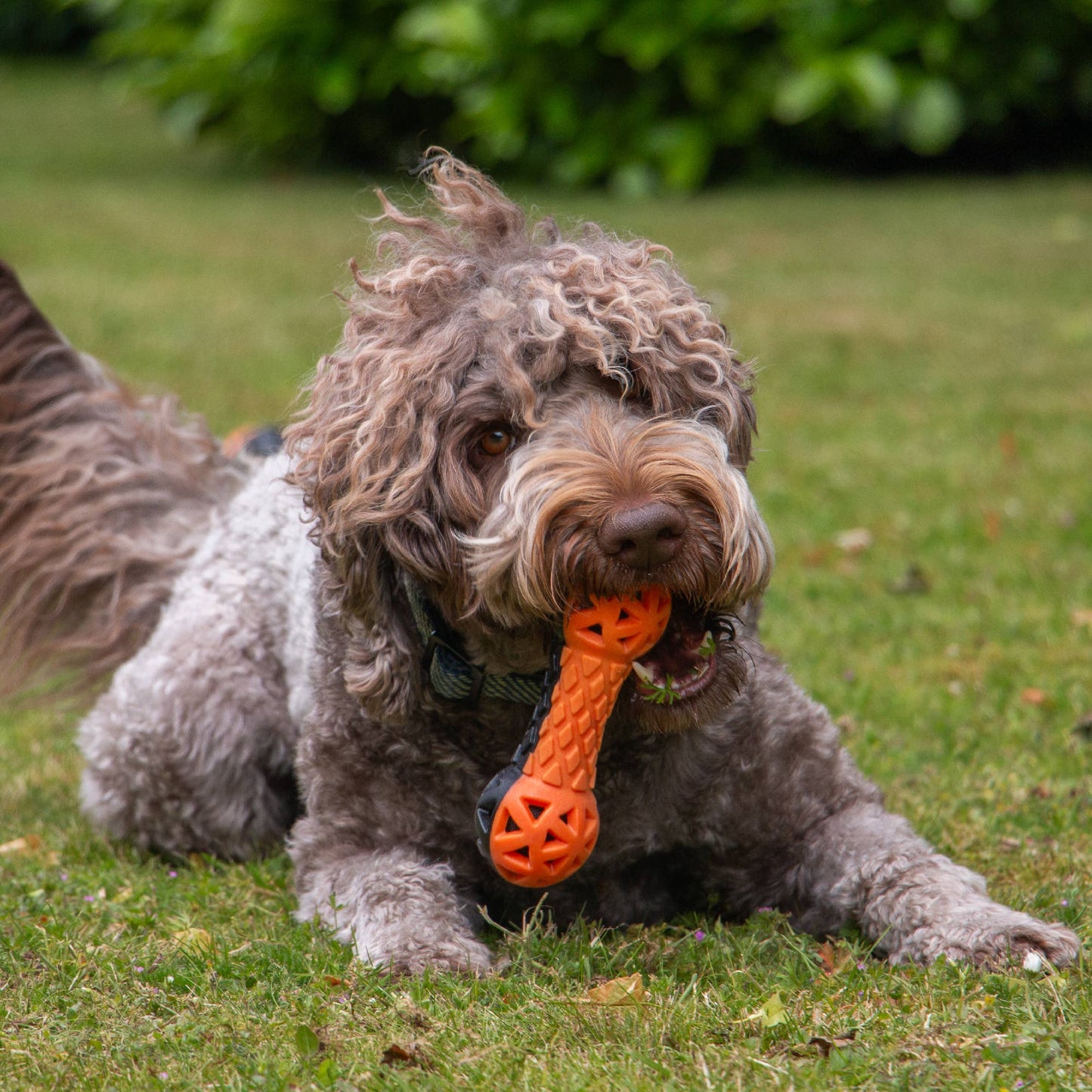 Dog playing with an orange toy on a grassy field