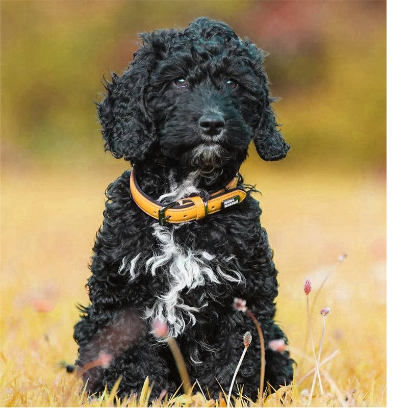 Miro & Makauri 'Milford' Leather Dog Collars - Vibrant Colours - Hairy Dogs (Cambs) Ltd