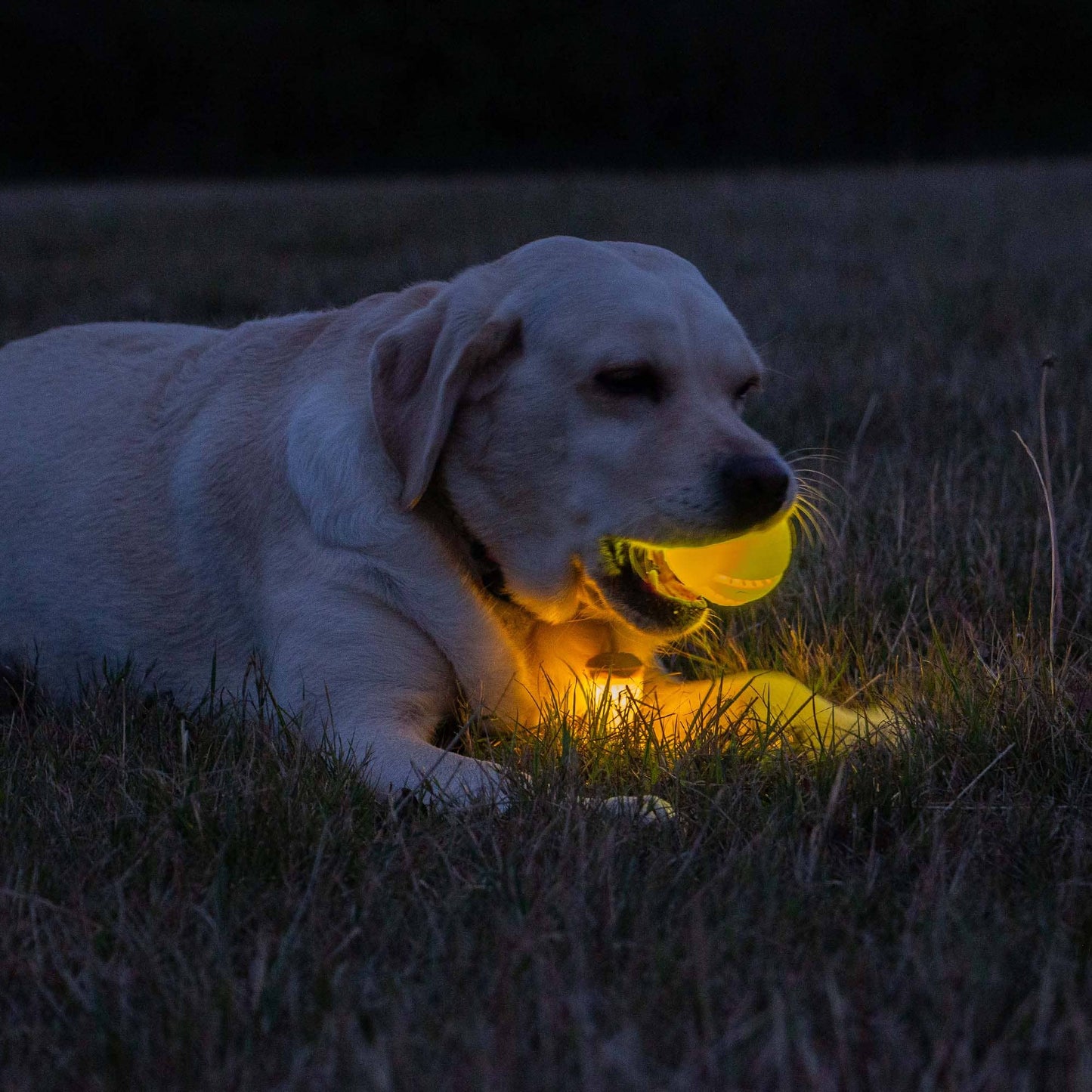 Ancol Rechargeable LED Dog Ball