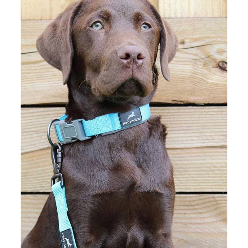 Dog wearing Miro & Makauri neoprene padded collar — comfortable fit for daily wear