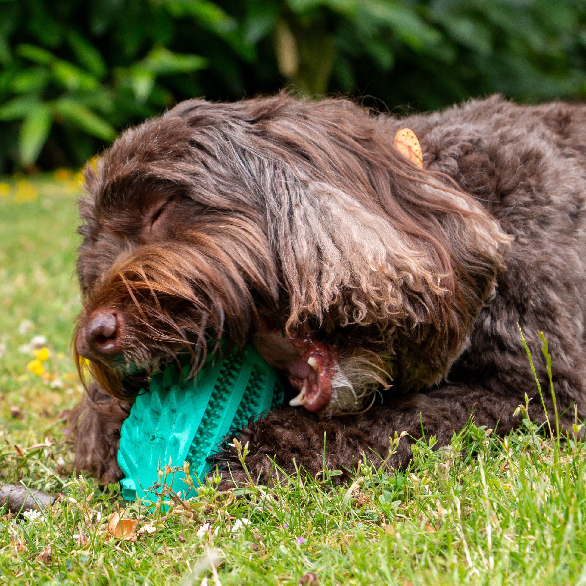 Dog chewing a durable mental enrichment dog toy shaped like a hedgehog