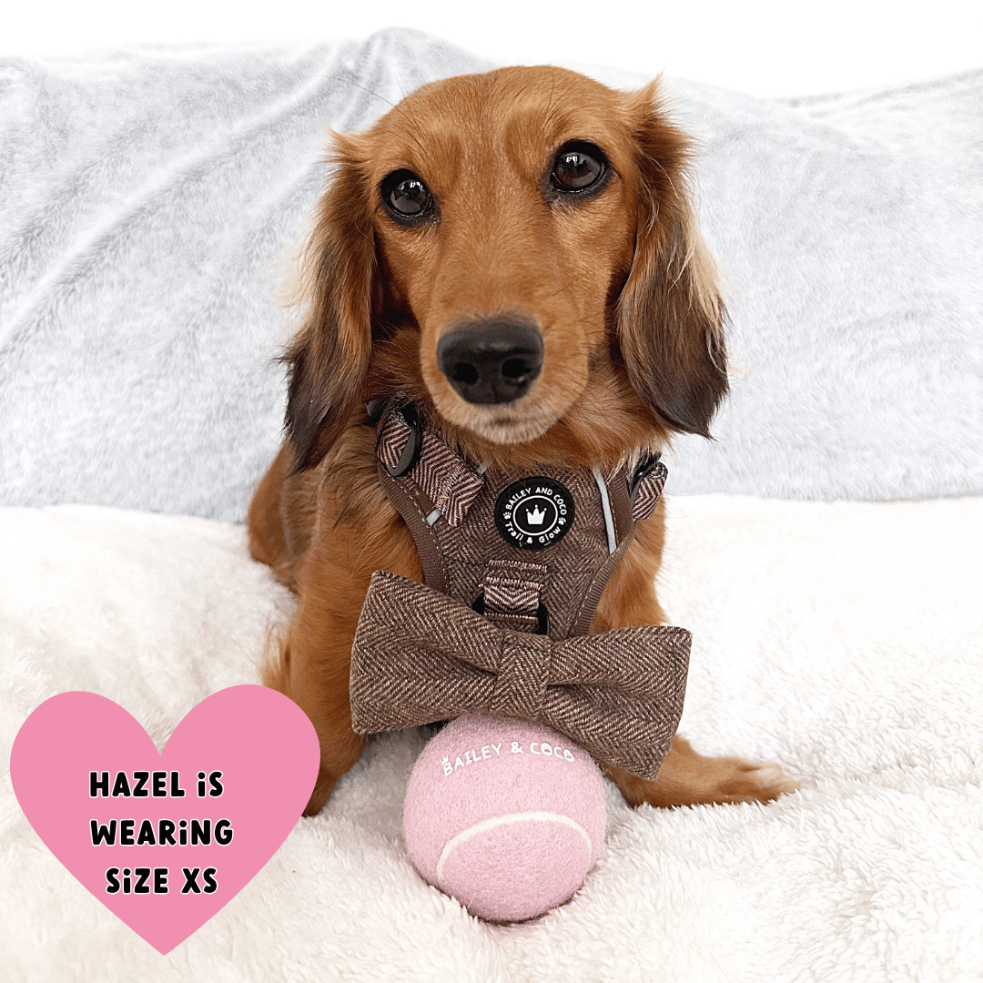 Oxford Tweed harness front D-ring close-up — for no-pull lead attachment and ID tag