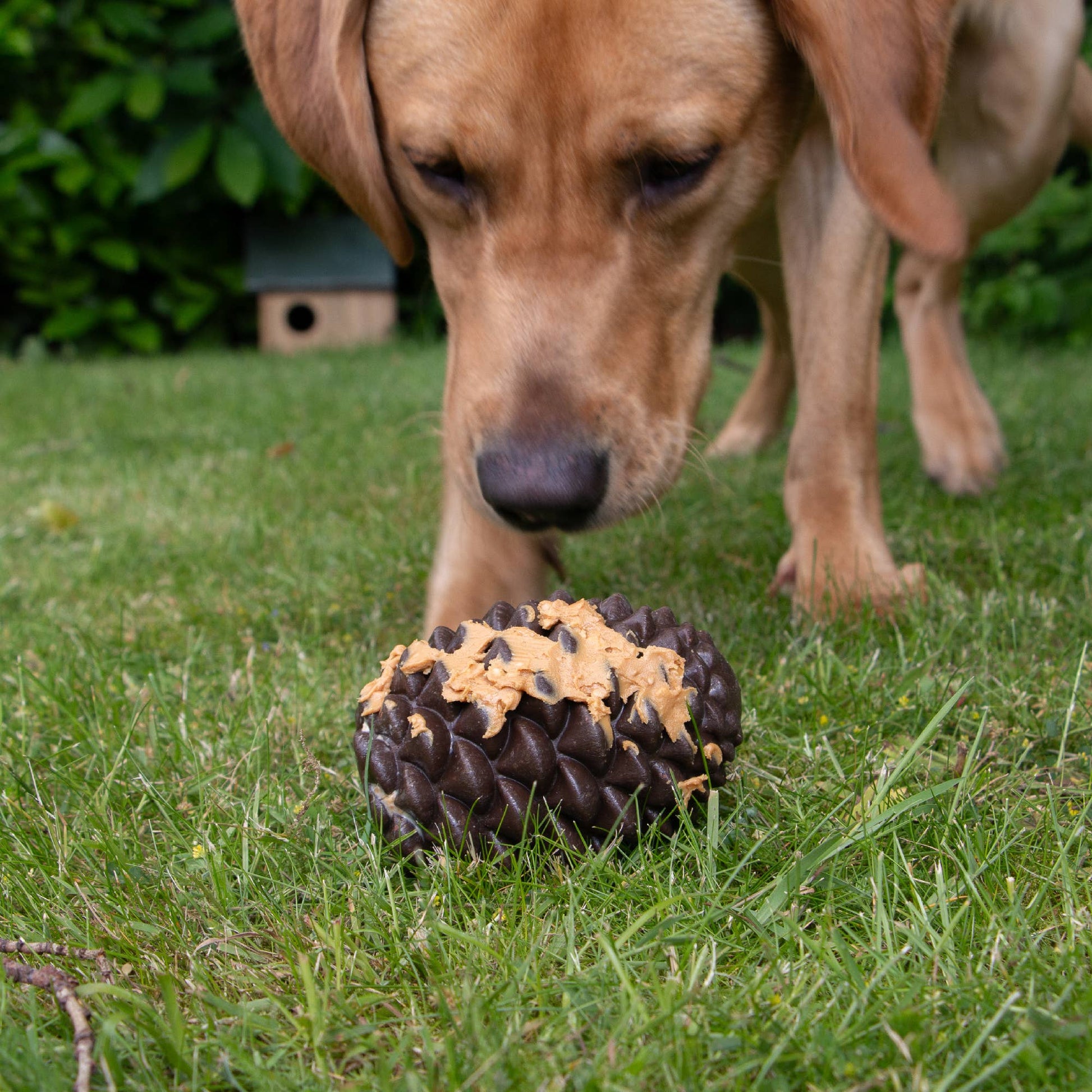 Dog enrichment toy designed to reduce boredom and anxiety with peanut butter