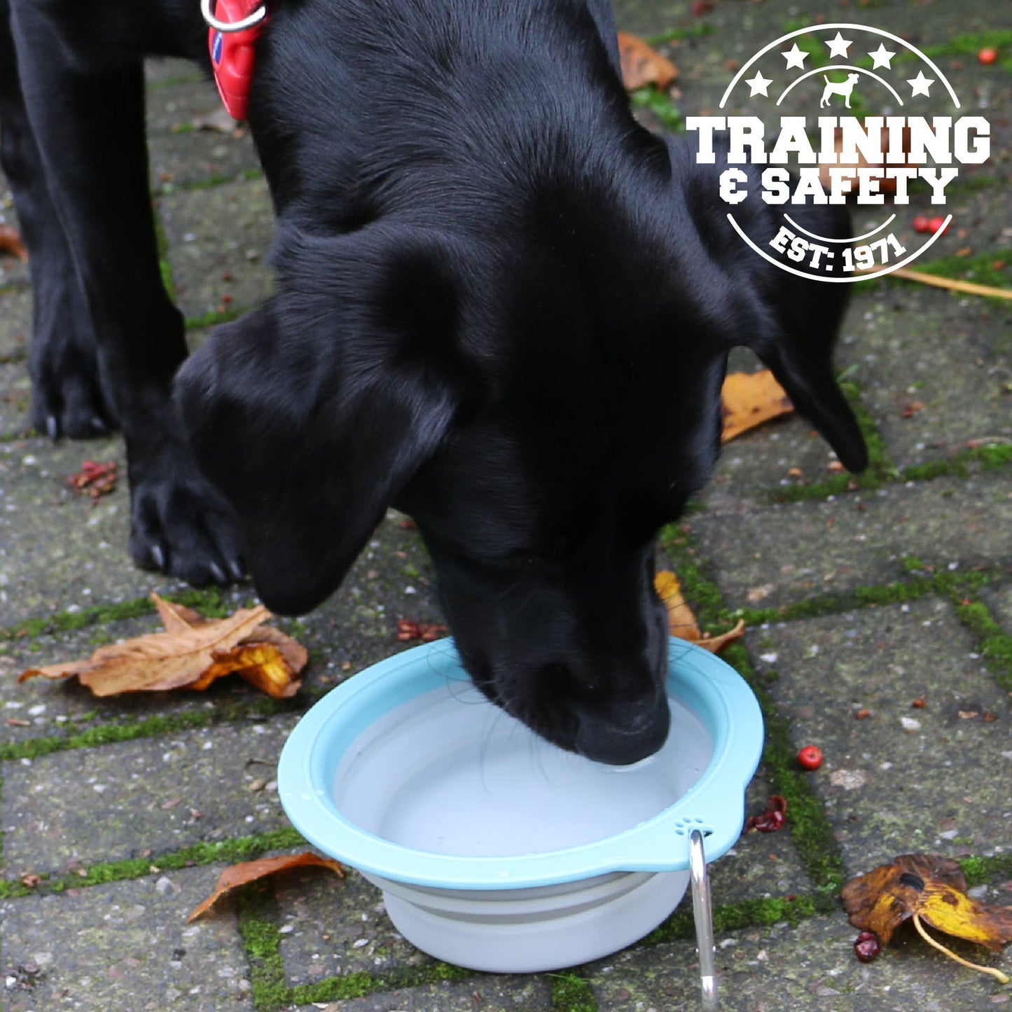 Dog drinking water outdoors from an Ancol Collapsible Travel Bowl, lightweight portable pet bowl for travel.