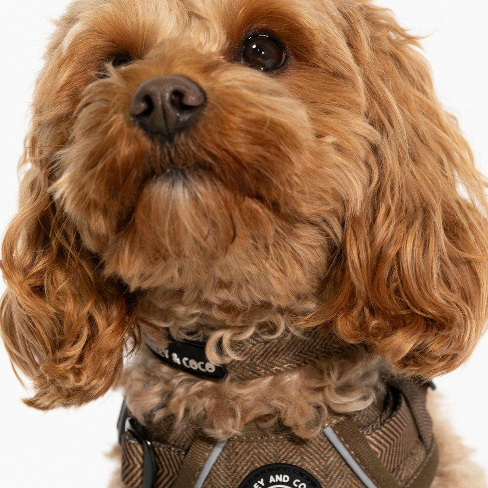 Oxford Tweed collar on dog — showing fit and tweed fabric texture, part of Bailey and Coco Oxford collection