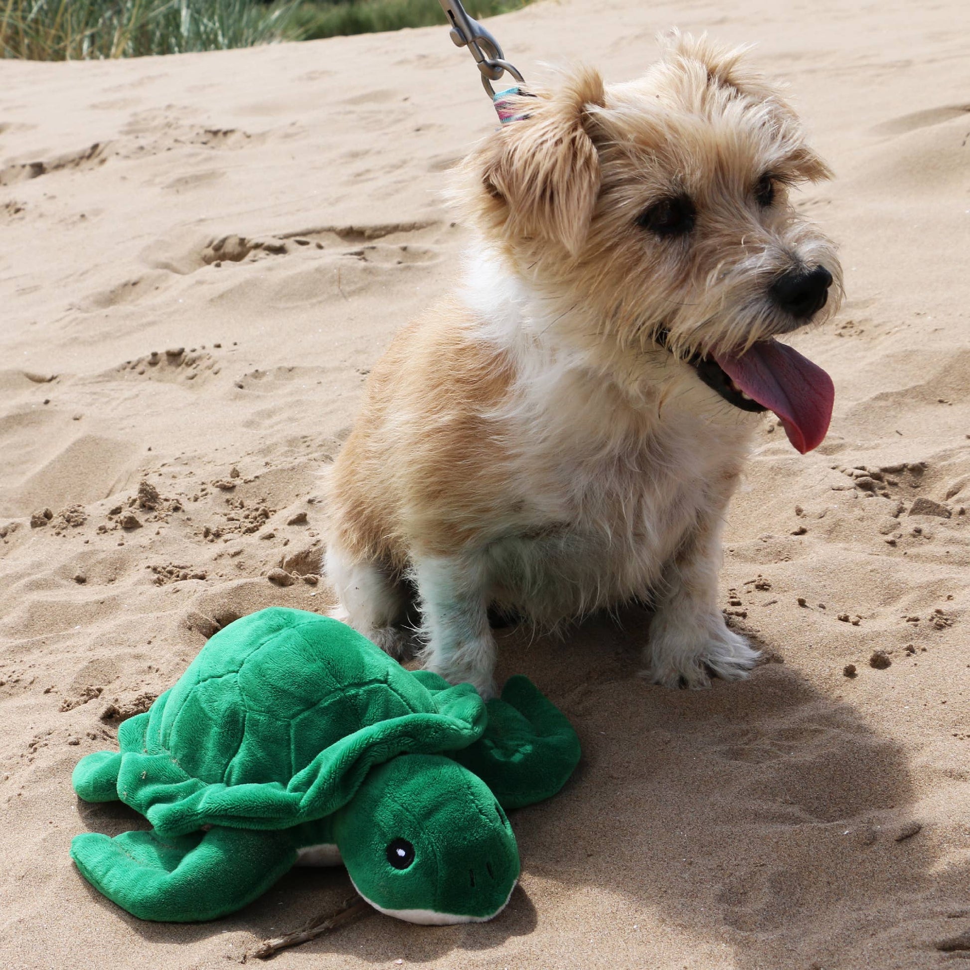 Dog sitting on a beach with the Made From Turtle Dog Toy, soft eco-friendly plush made with recycled fabrics and squeaker.