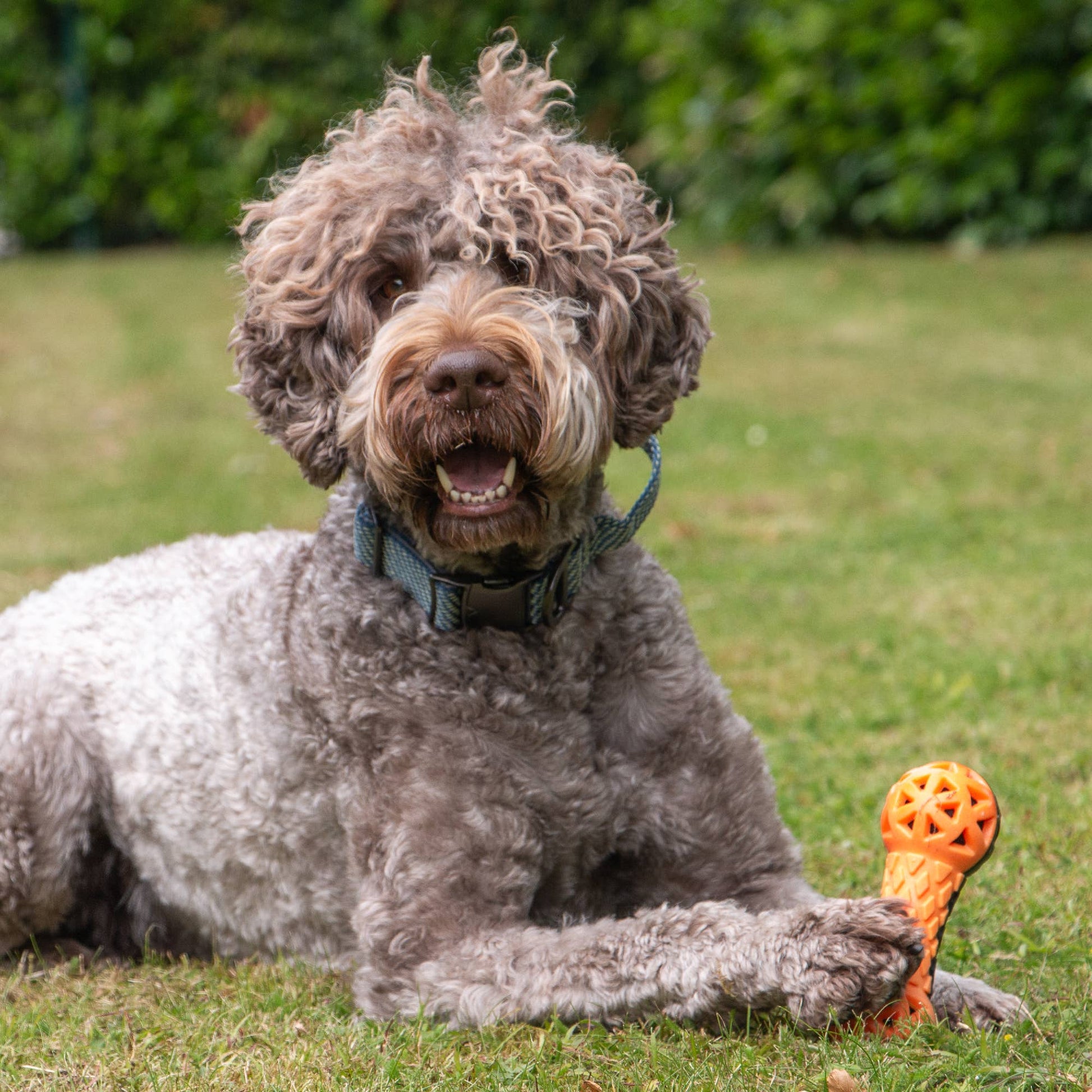 Dog with a toy on grass