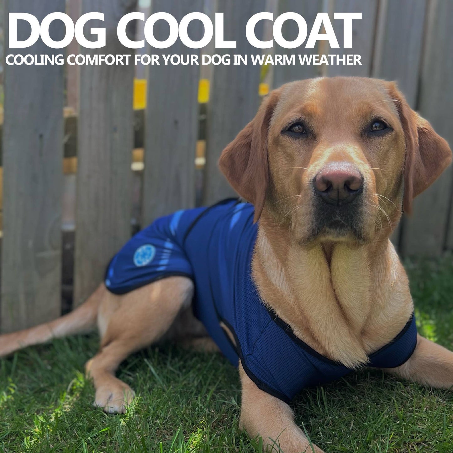 Dog wearing Ancol Ice Paws cooling coat on a warm day — belly strap fitting shown from side