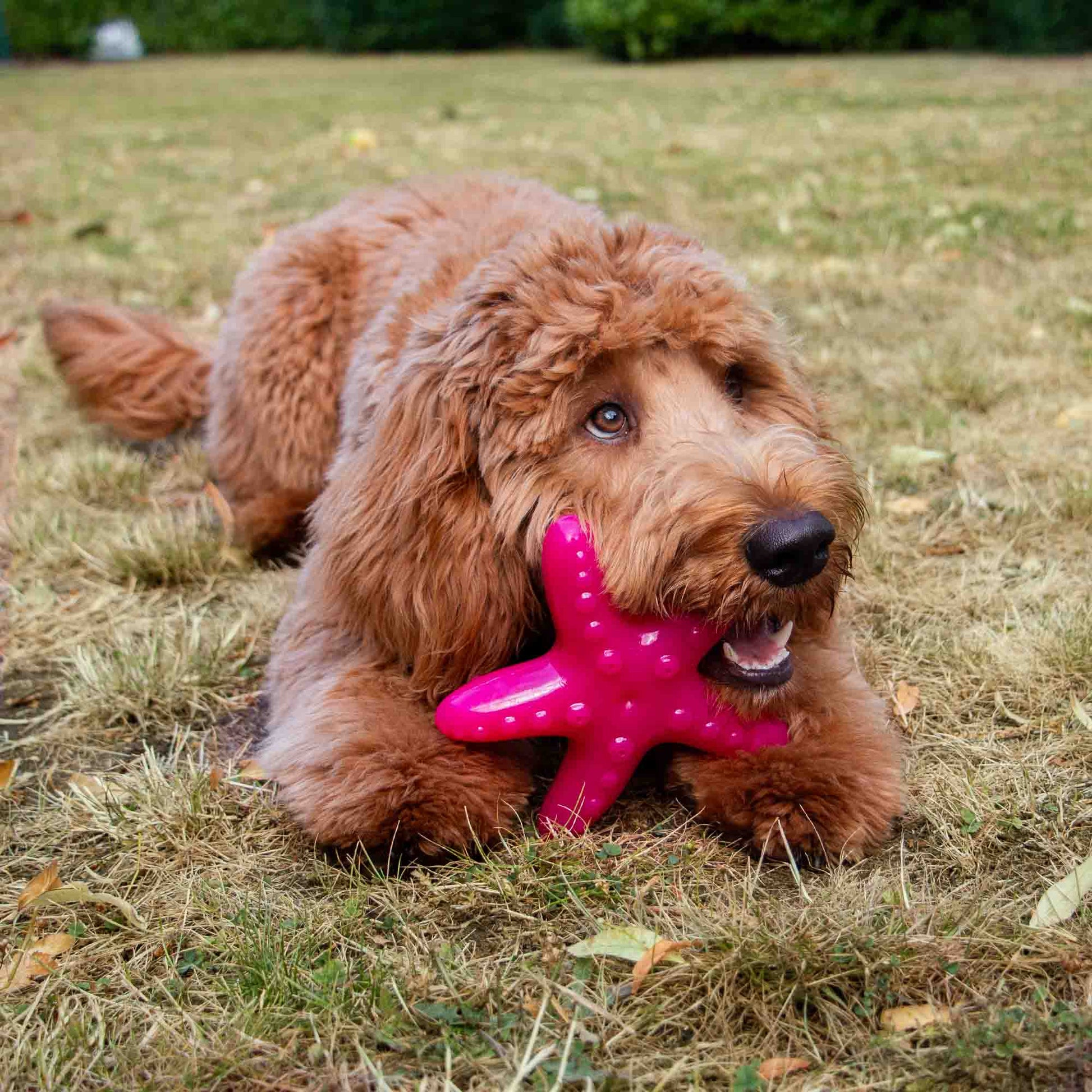 Ice Paws cooling toy all three designs — Ice Lolly, Turtle and Starfish by Ancol Pet Products, select your design