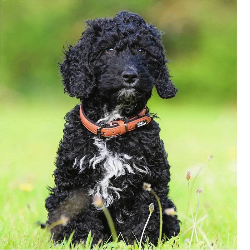 Miro & Makauri 'Milford' Leather Dog Collars - Vibrant Colours - Hairy Dogs (Cambs) Ltd