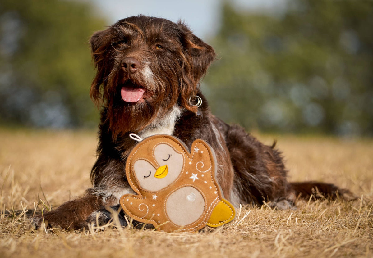 Poppy the Gingerbread Penguin – Christmas Tough Eco Dog Toy - Hairy Dogs (Cambs) Ltd