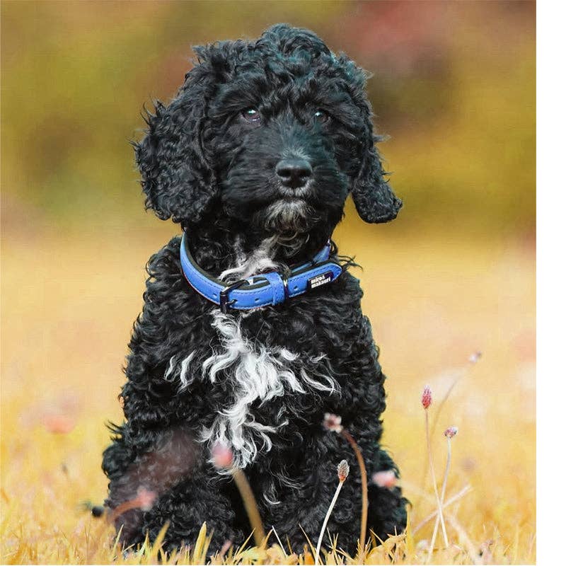 Miro & Makauri 'Milford' Leather Dog Collars - Vibrant Colours - Hairy Dogs (Cambs) Ltd