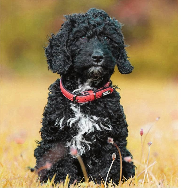 Miro & Makauri 'Milford' Leather Dog Collars - Vibrant Colours - Hairy Dogs (Cambs) Ltd