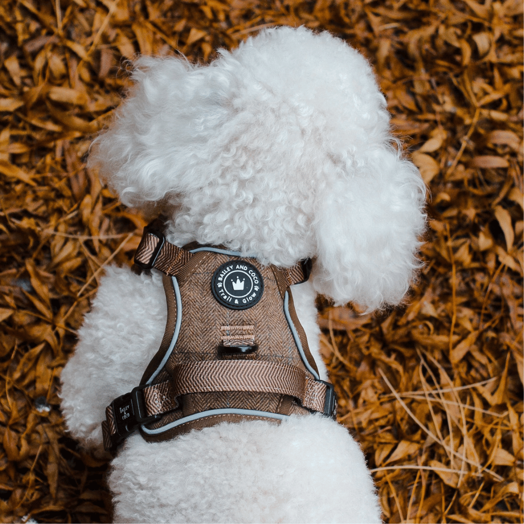 Dog wearing Oxford Tweed harness on outdoor walk — showing fit and movement in the Trail and Glow design