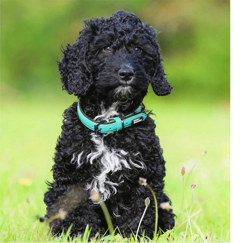 Miro & Makauri 'Milford' Leather Dog Collars - Vibrant Colours - Hairy Dogs (Cambs) Ltd
