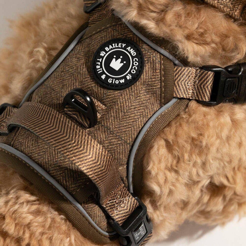 Oxford Tweed harness and collar lifestyle shot — coordinated Bailey and Coco Oxford collection on dog