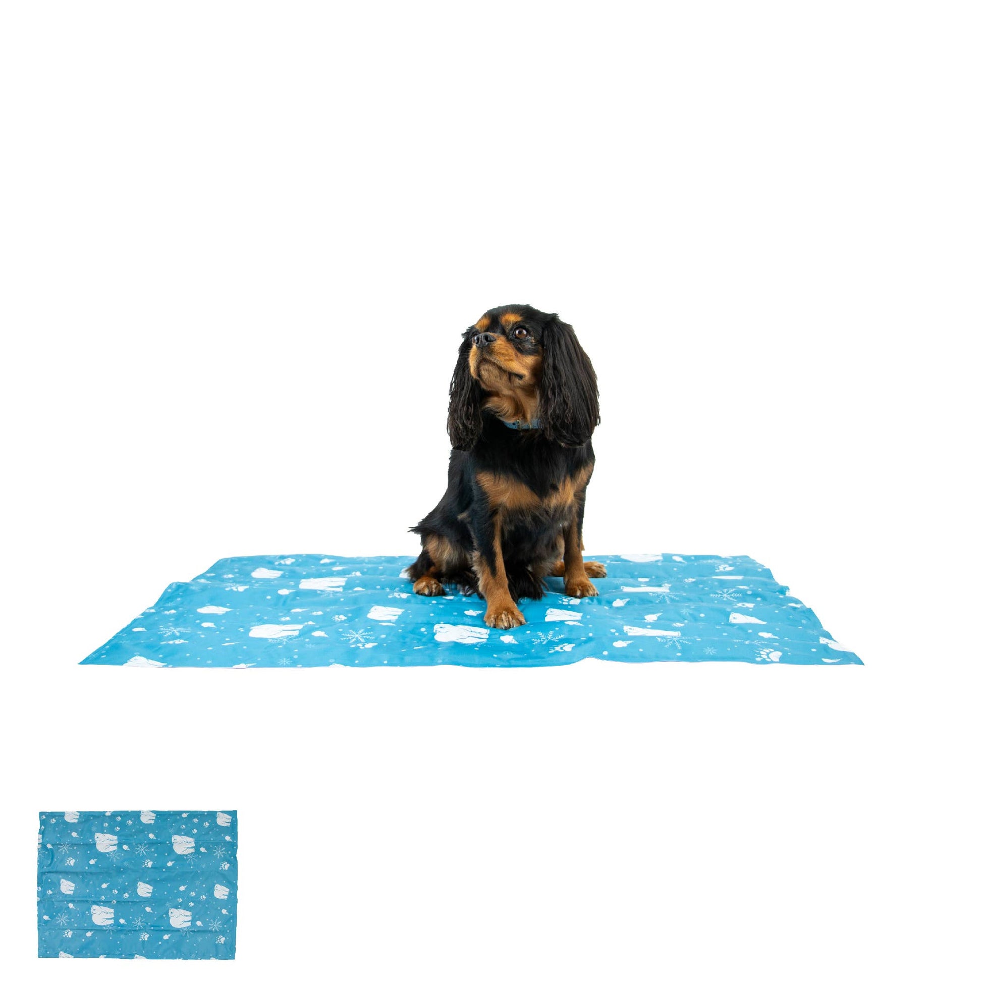 Black and tan Cavalier King Charles Spaniel sitting on a blue Ice Paws Cooling Mat with polar bear pattern, shown against a white background.