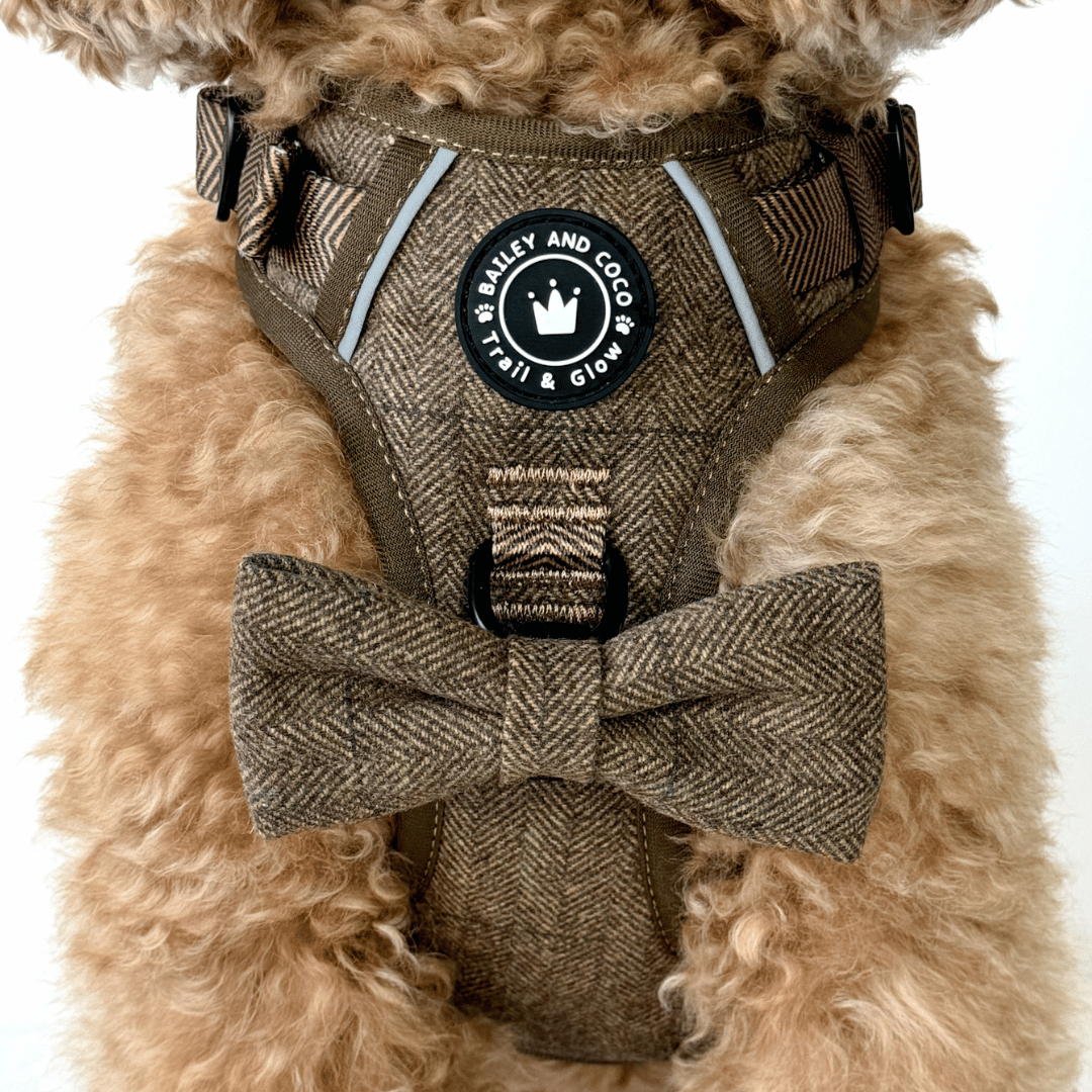 Oxford Tweed harness back panel with reflective strip illuminated in low light — Trail and Glow design