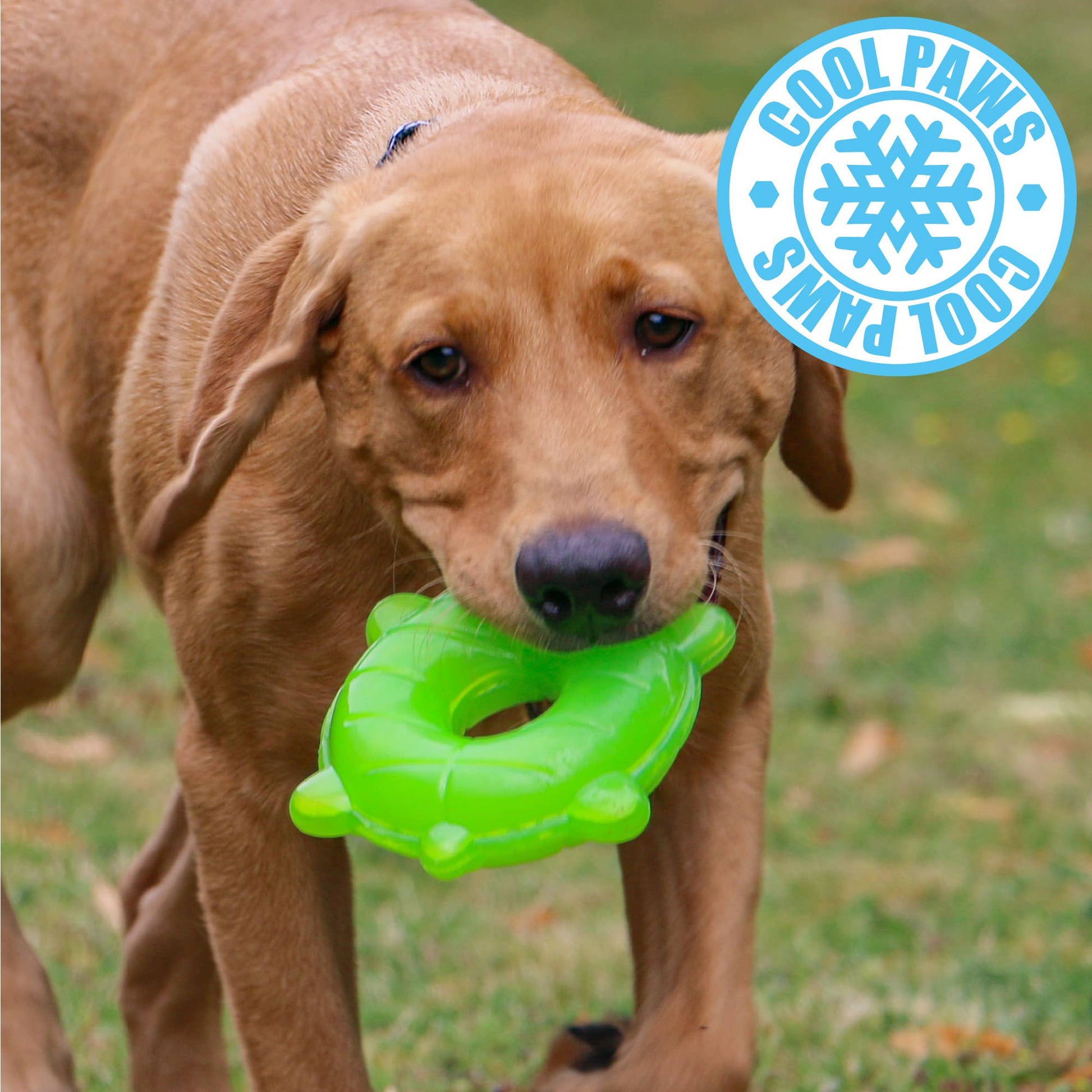 Ice Paws freezable dog cooling toy being filled with water ready for freezing — Ancol summer dog toy