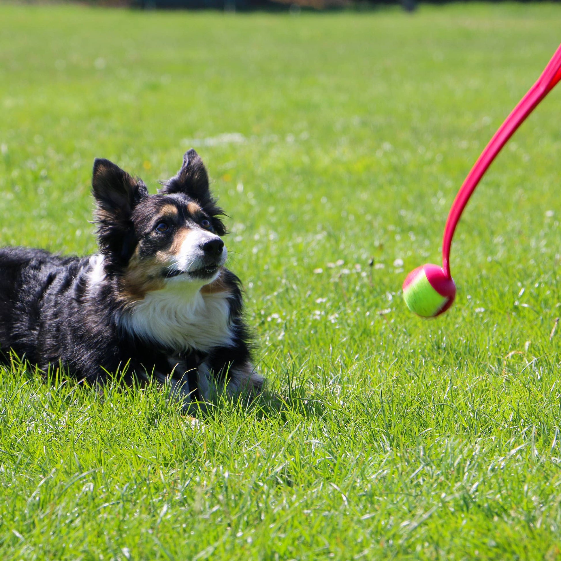Dog lying on grass with a tennis ball attached to a pink launcher handle