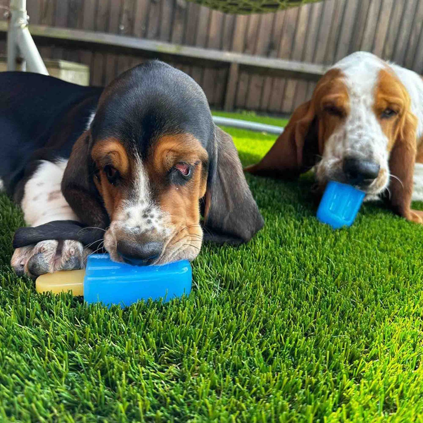 Dog engaging with Ancol Ice Paws frozen cooling toy on warm day — lick and cool enrichment activity