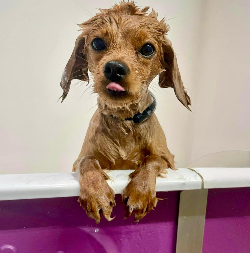 Bath, Brush and Blow Dry.jpg__PID:1f9a2ddf-2452-4216-8a77-99be3095d13d