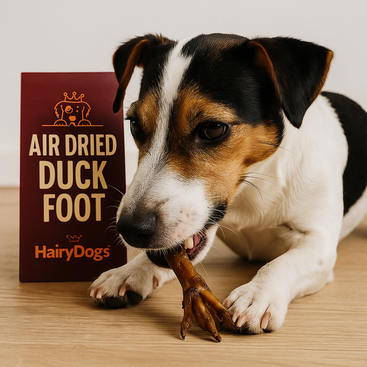 A tricolor Jack Russell Terrier chewing on an air dried duck foot while lying on a wooden floor, with a maroon product label reading "Air Dried Duck Foot" and the Hairy Dogs logo in orange behind it.