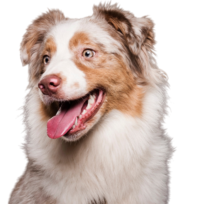 Dedicated to Your Dog's Wellness, Inside and Out.png__PID:ed203a46-b291-4c6f-8d6c-b4cf4ffdbc3a