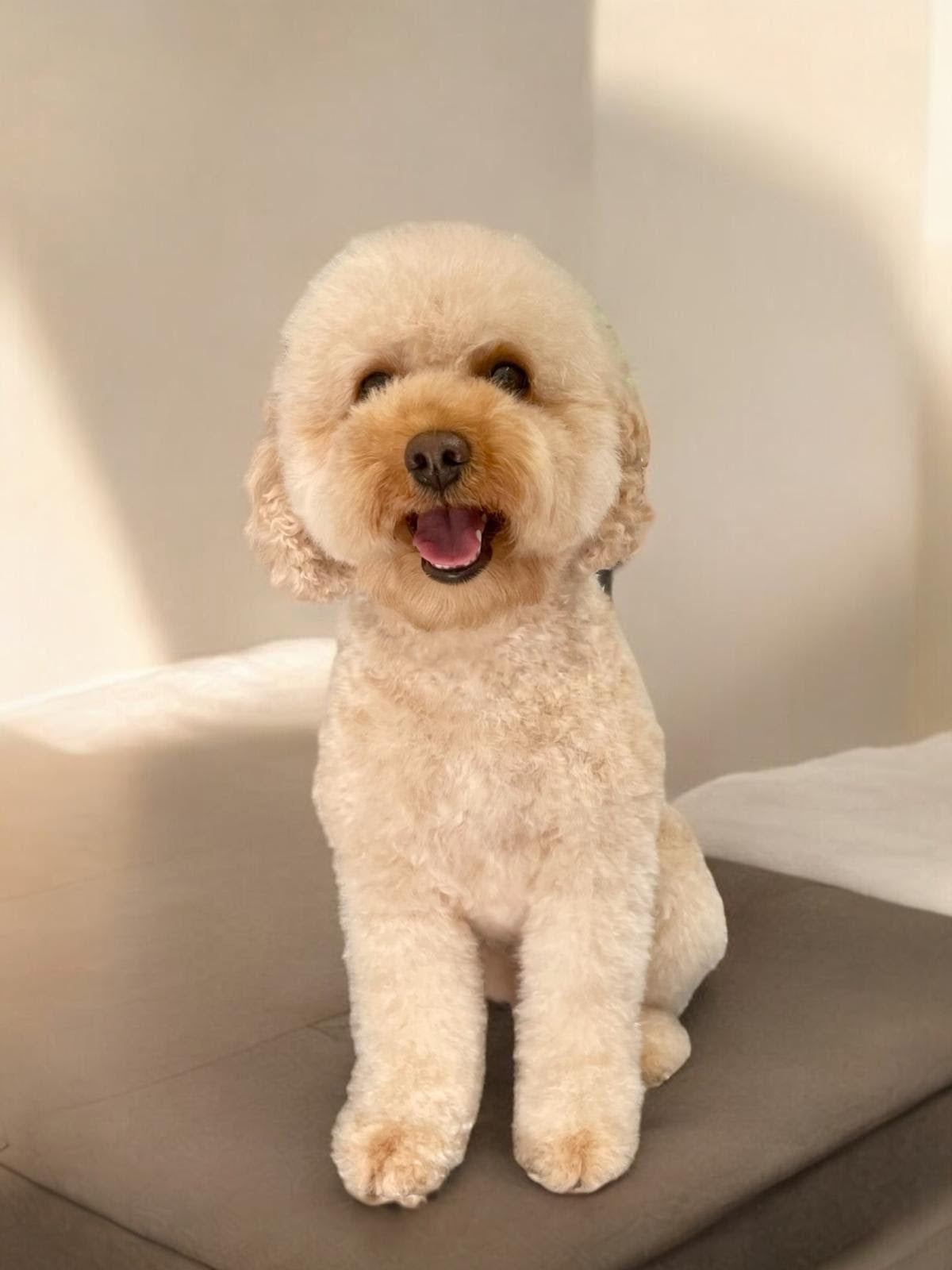 Full Groom Hairy Dog image.jpg__PID:18828751-e1d3-4dd8-9feb-ba705305d0a9