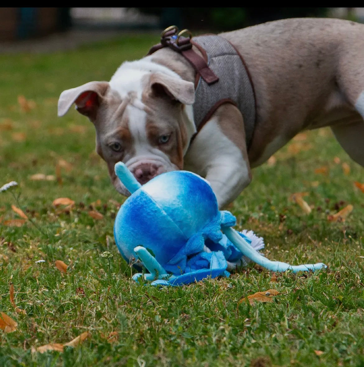 Dog playing with a sustainable dog toy made from plastic bottles