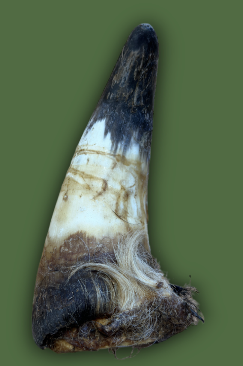 Filled Cow Horn