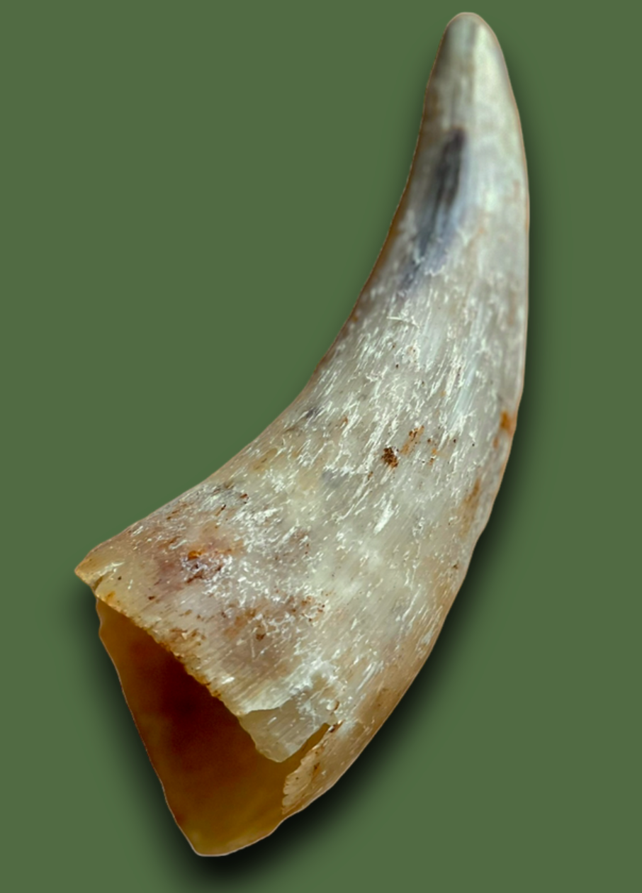 Empty Cow Horn