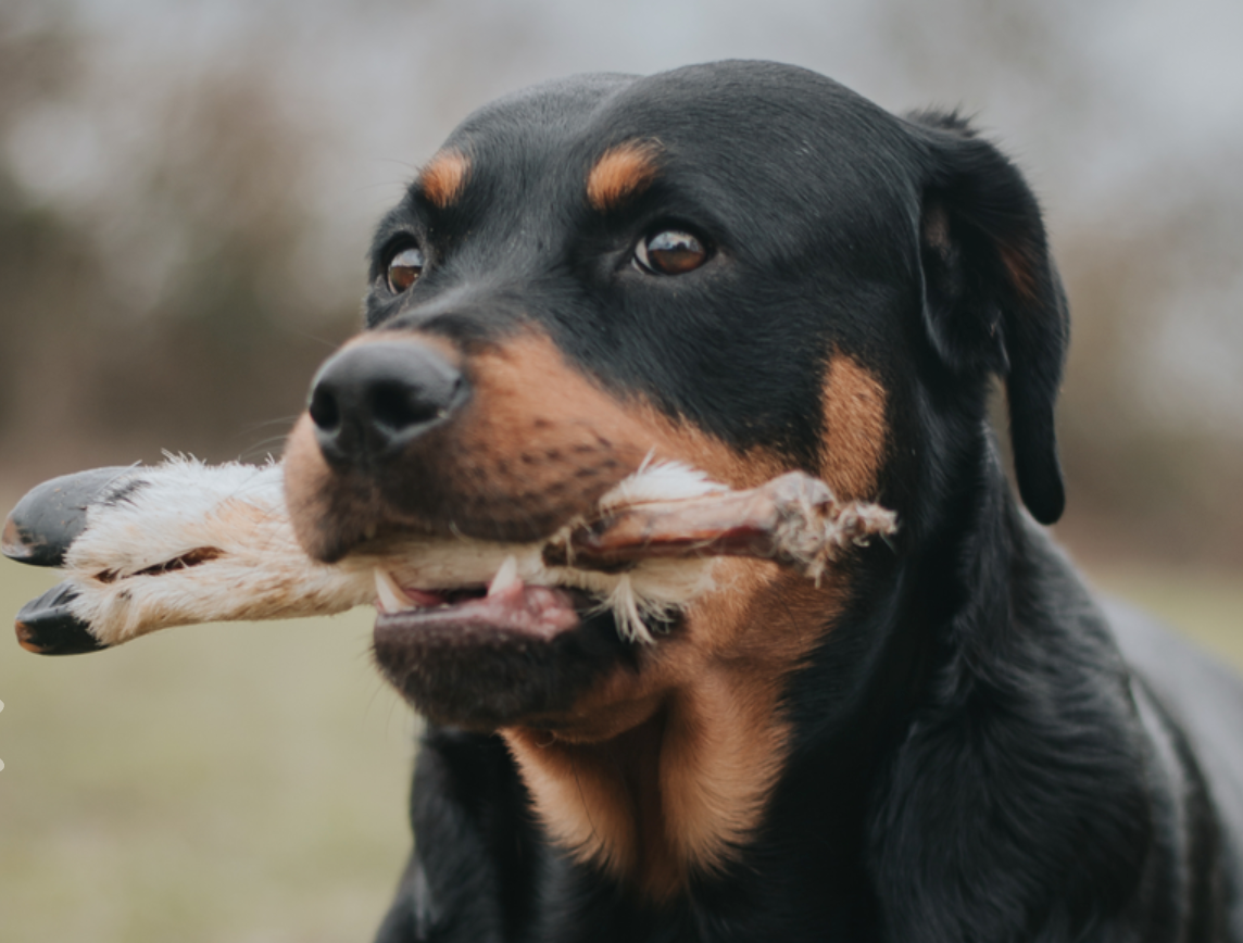 Hairy Lamb Trotter