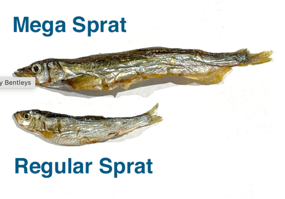 Individual Mega Sprats