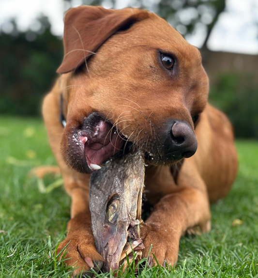 Dog chewing Long-lasting fish dog chew rich in Omega-3