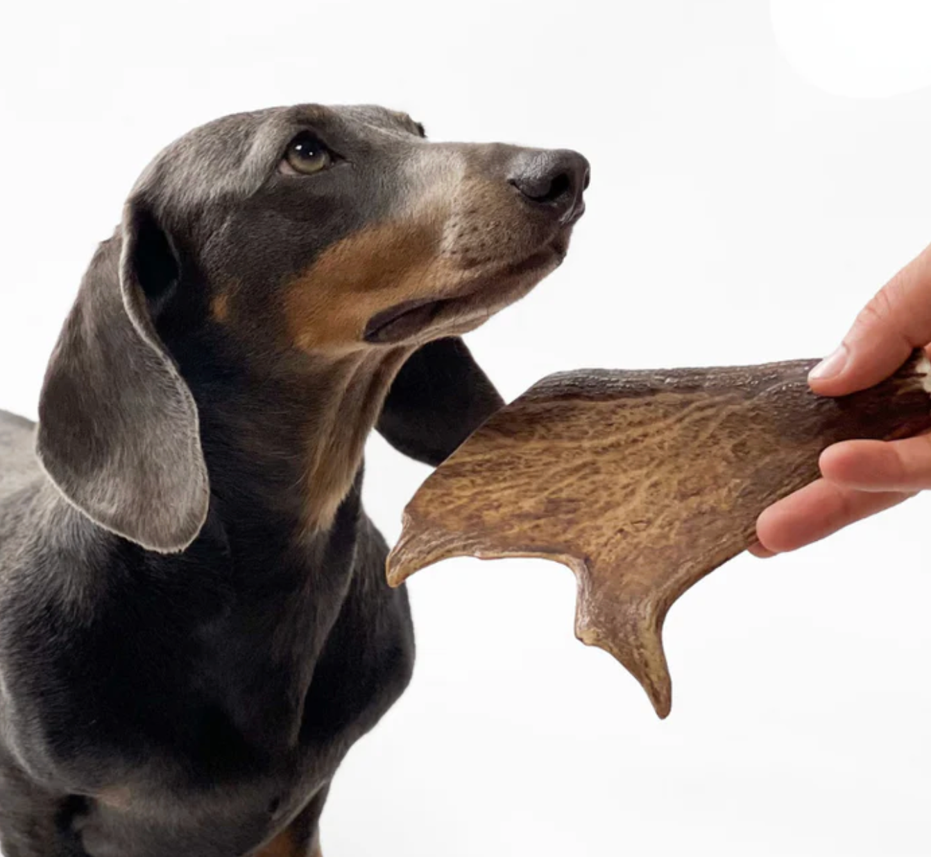 natural antler chew for puppies and senior dogs