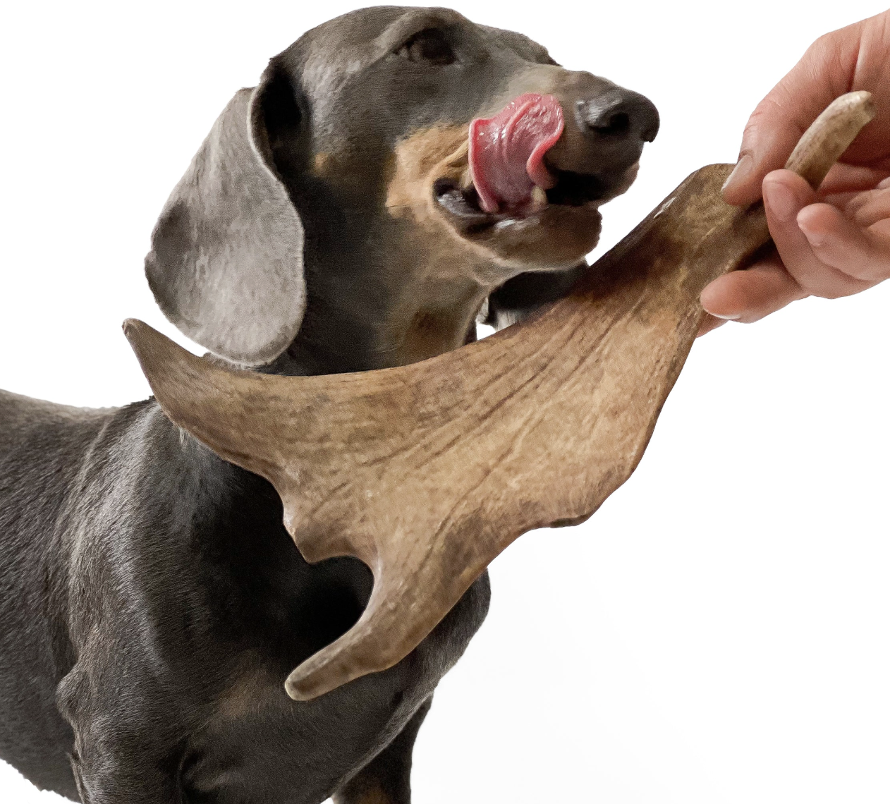 fallow deer antler dog chew puppy friendly soft medium