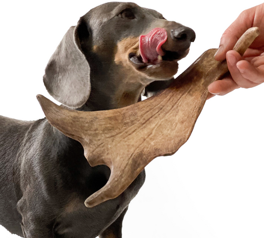 fallow deer antler dog chew puppy friendly soft medium
