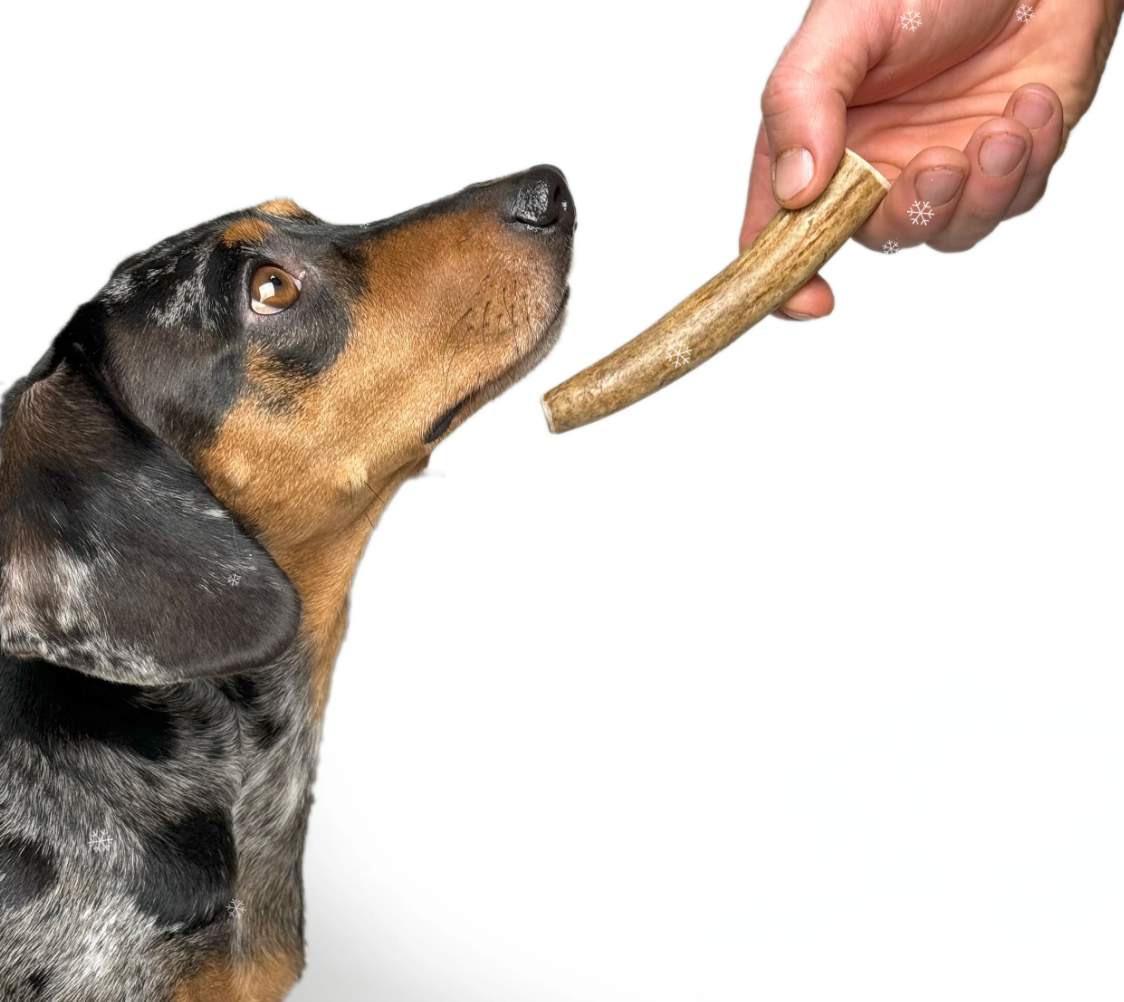 Natural Elk Antler Dog Chew | Very Hard, Long-Lasting & Hypoallergenic Chew for Power Chewers