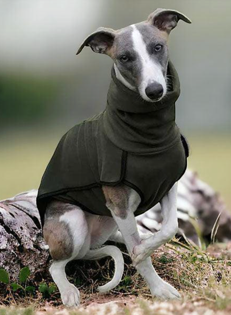 Whippet wearing DryDogs fleece sighthound base-layer coat with underbelly and snood outdoors