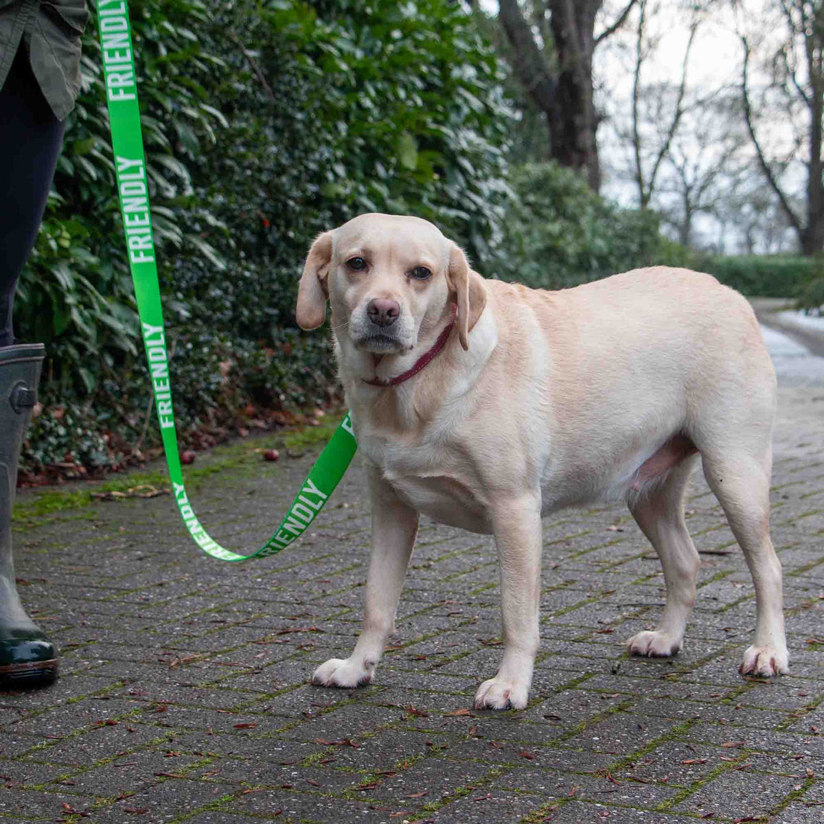 FRIENDLY awareness dog lead detail showing printed webbing