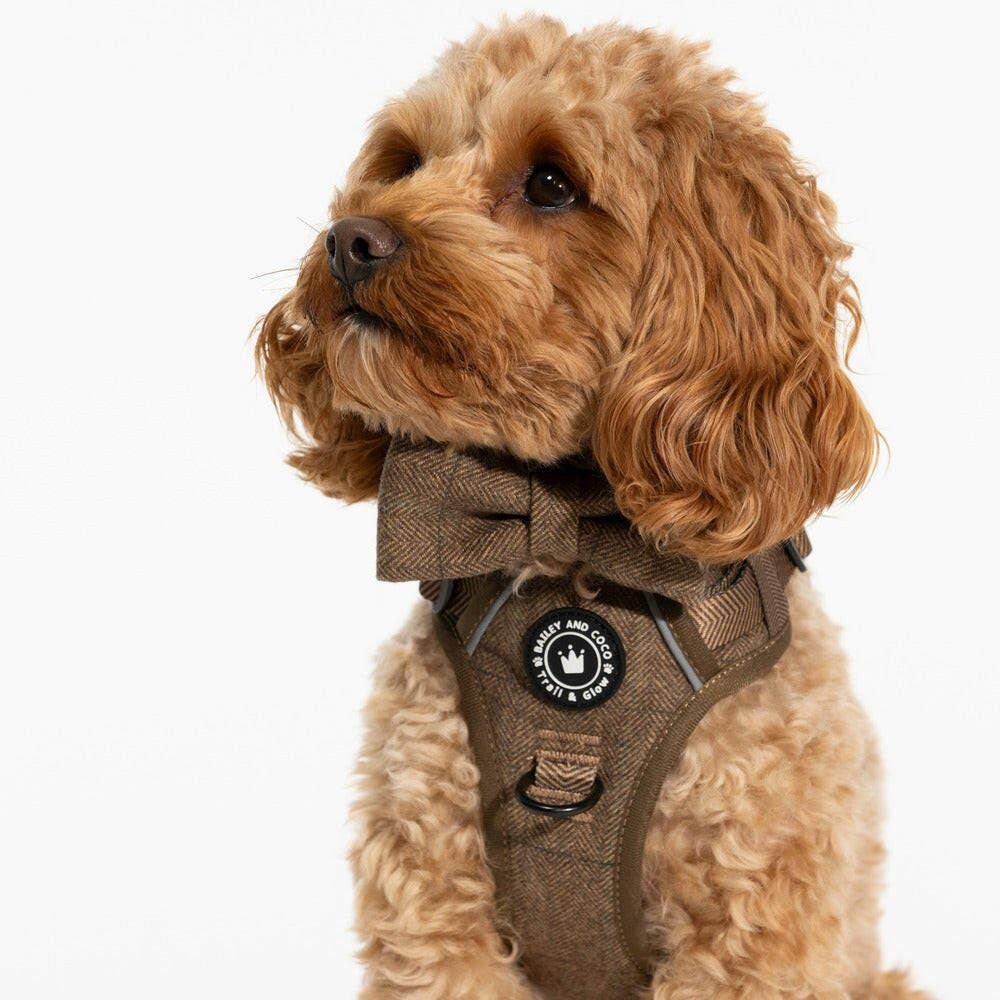 Bailey and Coco Oxford Tweed harness flatlay with matching collar and lead — coordinated Oxford collection