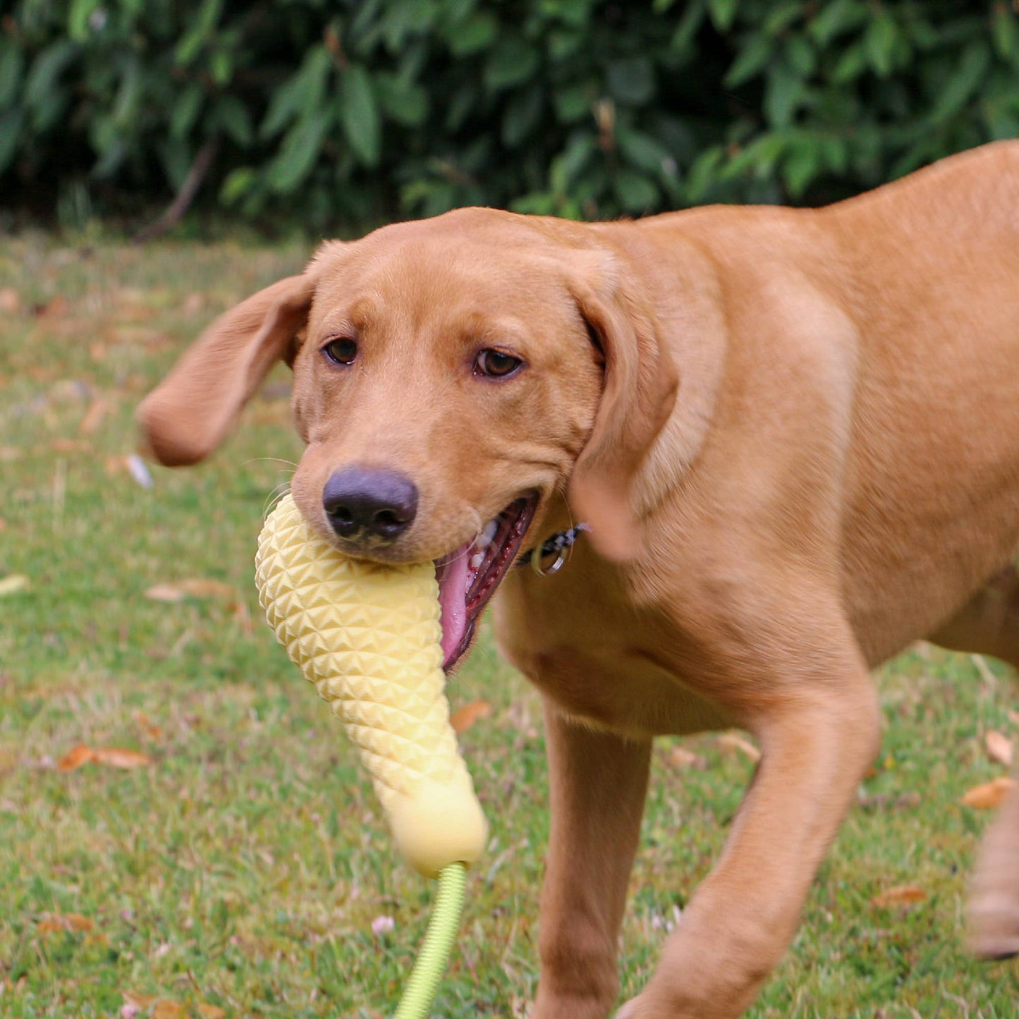 Dog playing with a durable enrichment dog toy for tug and fetch from Örva range outdoors on grass