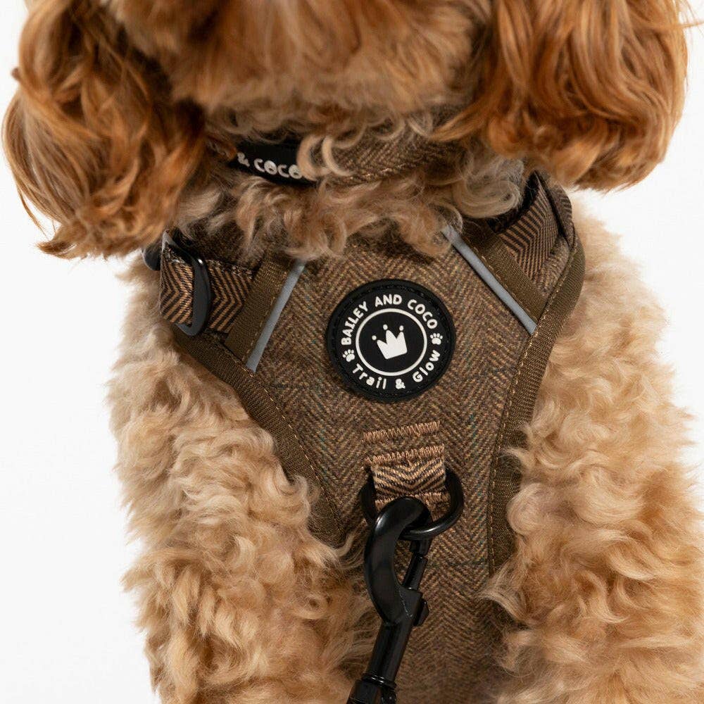 Oxford Tweed dog collar showing D-ring detail and adjustable buckle — Bailey and Coco Oxford range