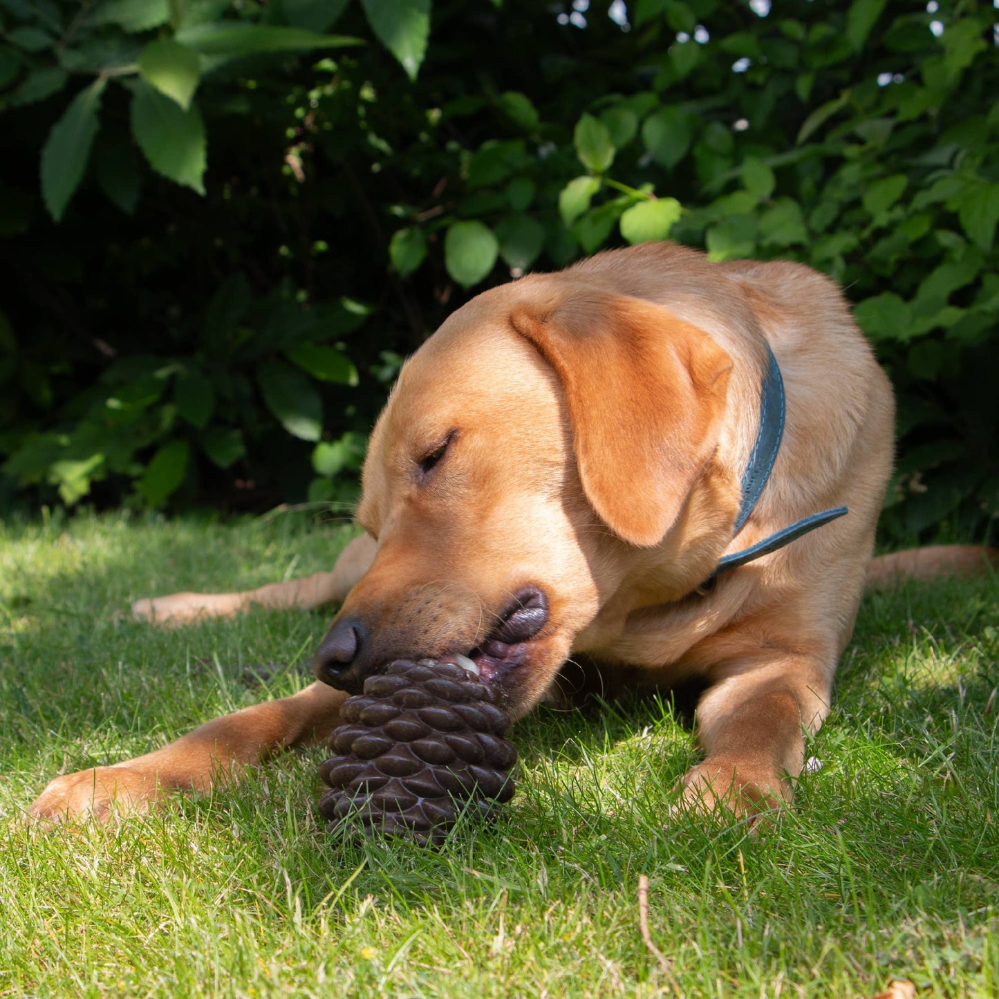 Dog playing with a durable pine cone-shaped enrichment toy filled with treats on grass