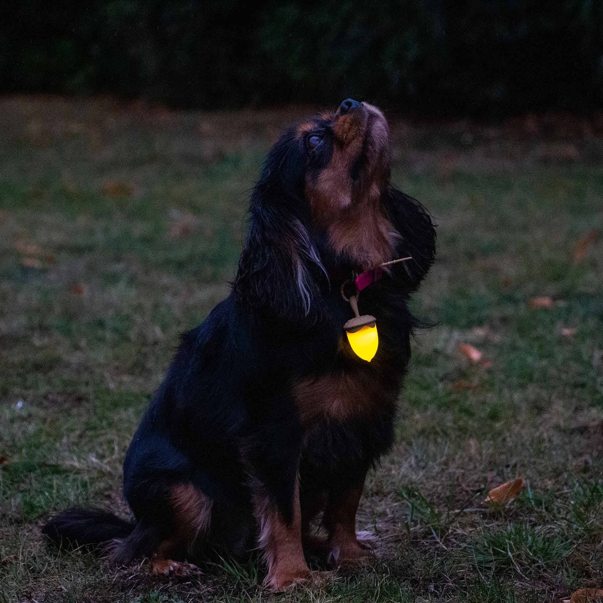 Dog wearing rechargeable acorn night safety light outdoors