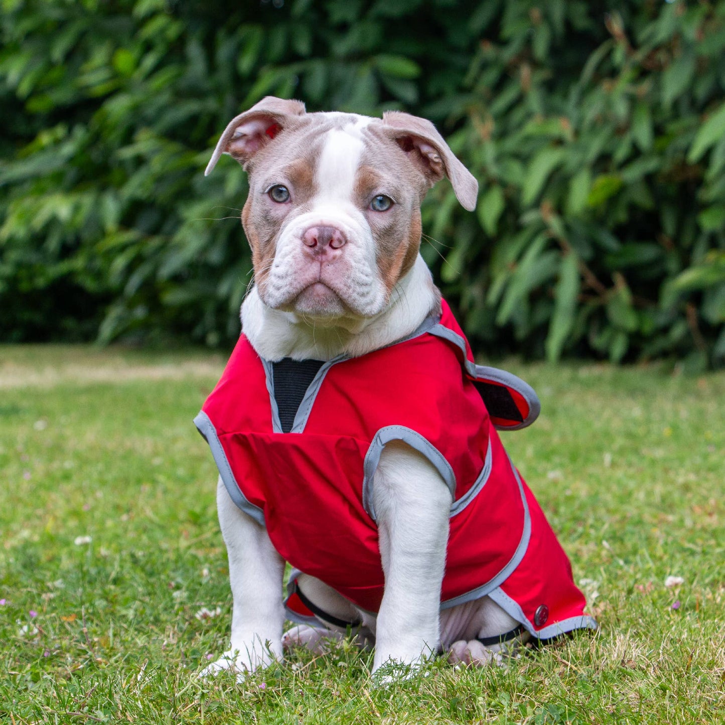 Ancol Stormguard Soft Shell dog coat in Bordeaux — reflective edging detail