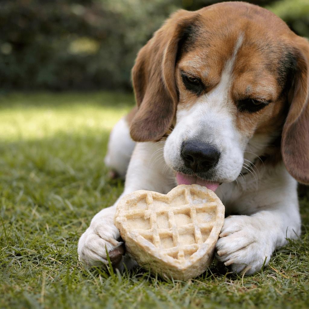 Beagle enjoying Anco collagen waffle heart dog treat outdoors